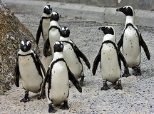 Penguins01_thumb.jpg
