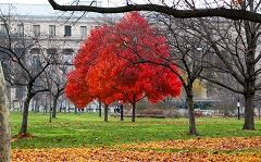 080107-RedTree_thumb.jpg