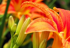 080128-Flower_thumb.jpg
