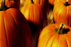 Pumpkins graphic image