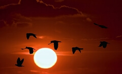 Birds Against Sunset thumbnail image.jpg