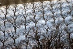 Winter Orchard – Sunday’s Daily Jigsaw Puzzle