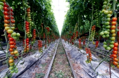 Tomatoes – Thursday’s Jigsaw Puzzle