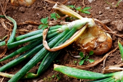Onion – Tuesday’s Daily Jigsaw Puzzle