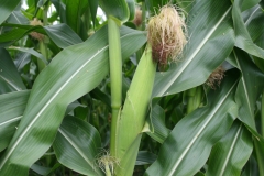 Tuesday’s Daily Jigsaw Puzzle – Corn On Stalks