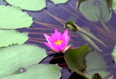 Lotus – Wednesday’s Daily Jigsaw Puzzle