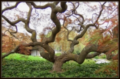 Twist in a Japanese Garden – Sunday’s Daily Jigsaw Puzzle