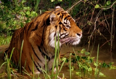 Tiger – Monday’s Daily Jigsaw Puzzle