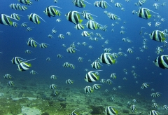 Banner Fish – Monday’s Daily Jigsaw Puzzle