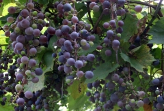 Grapes – Friday’s Daily Jigsaw Puzzle