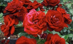 Roses – Friday’s Daily Jigsaw Puzzle