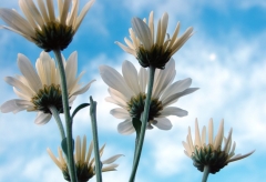 Daisies – Monday’s Jigsaw Puzzle