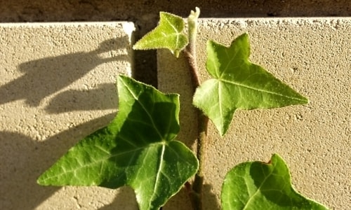 Ivy Leaves – Friday’s Jigsaw Puzzle