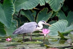 Thursday’s Jig Saw Puzzle – Heron and Lilies