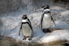 Opus Was A Penguin – Friday’s Daily Jigsaw Puzzle