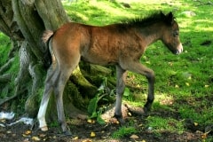 The Foal – Tuesday’s Daily Jigsaw Puzzle
