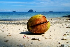 Lost Coconut