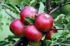 Apples – Wednesday’s Daily Jigsaw Puzzle