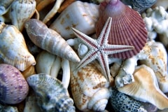 Seashells – Thursday’s Down By The Sea Shore Jigsaw Puzzle