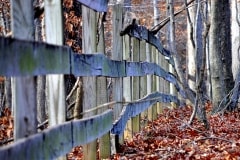 Woods and a Fence – Saturday’s Jigsaw Puzzle