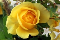 The Yellow Rose of Australia
