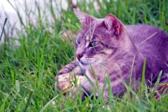 Cat In The Grass – Friday’s Daily Jigsaw Puzzle