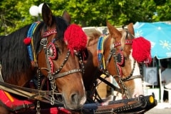 Decorated Horses – Tuesday’s Daily Jigsaw Puzzle