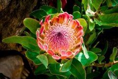 Friday’s Flower Jigsaw Puzzle – Protea