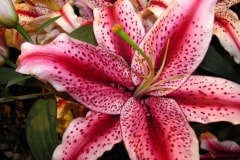 Tuesday’s Fragrant Jigsaw Puzzle – Flowers