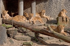 Big Cats – Saturday’s Daily Jigsaw Puzzle
