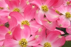 Dogwood Blooms – Friday’s Daily Jigsaw Puzzle