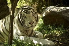 White Tiger – Thursday’s Daily Jigsaw Puzzle