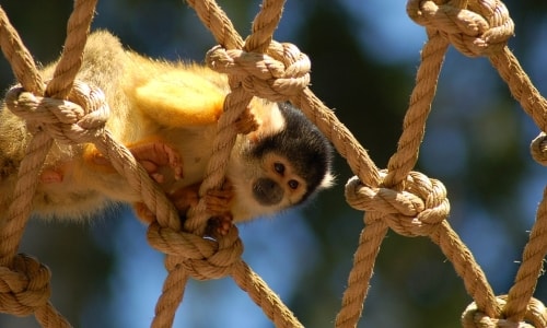 Monkey On A Rope – Thursday’s Daily Jigsaw Puzzle