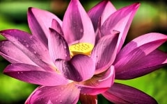 Lotus Flower – Sunday’s Daily Jigsaw Puzzle