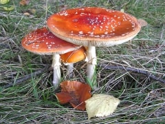 Toadstool – Wednesday’s Daily Jigsaw Puzzle.