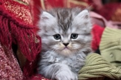 Persian Kitten – Monday’s Cute Jigsaw Puzzle Alert