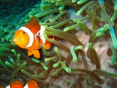 I Found Nemo – Tuesday’s Waterlogged Jigsaw Puzzle