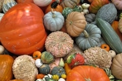 Fall Pumpkins – Tuesday’s Harvest Jigsaw Puzzle