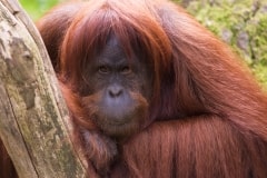 Sumatran Orangutan – Friday’s Hairy Jigsaw Puzzle