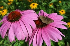Purple Daisies – Saturday’s Daily Jigsaw Puzzle