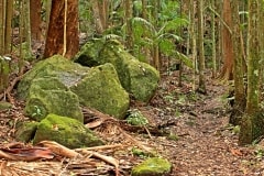 Rainforest Rocks – Tuesday’s Mossy Jigsaw Puzzle
