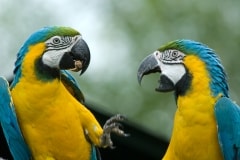 Macaws – Monday’s Free Daily Jigsaw Puzzle