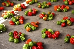 Chili Peppers – Friday’s Red Hot Jigsaw Puzzle