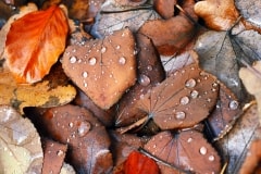 Dew Drops On Leaves – Thursday’s Daily Jigsaw Puzzle