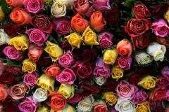 Roses – Saturday’s Flowery Jigsaw Puzzle