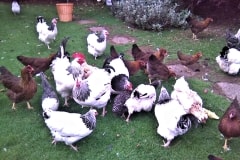 Chickens by Judy – Monday’s Free Daily Jigsaw Puzzle