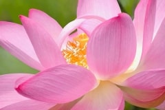 Lotus Flower by Vickilynne – Wednesday’s Daily Jigsaw Puzzle