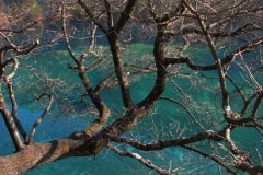 Leafless Tree Over Water – Tuesday’s Tough Jigsaw Puzzle