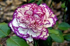 Carnation’s Evaporated Jigsaw Puzzle for Wednesday