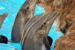 Two For One – Dolphins And A Smart Surprise